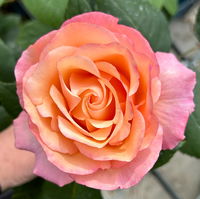 Edelrose 'Saloon'®, orange, Topf 5 Liter, 4 Pflanzen
