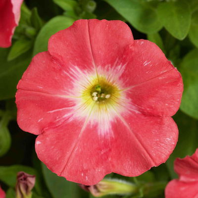 Pflanzenkreation Farbenrausch, groß, 6 Pflanzen inkl. Erde und Dünger