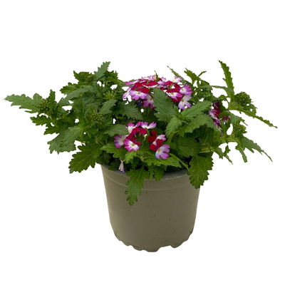 Eisenkraut zweifarbig, Topf-Ø 12 cm, 6 Stück