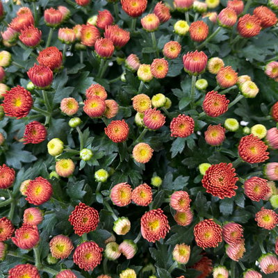 Chrysanthemen, orange, Topf-Ø 14 cm, 4 Pflanzen Chrysanthemen, orange, Topf-Ø 14 cm, 4 Pflanzen