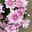 Chrysanthemen 'Chrysanne®Grandezza Pink', rosa, Topf-Ø 13 cm, 4 Pflanzen
