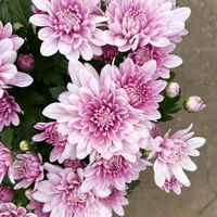 Chrysanthemen 'Chrysanne®Grandezza Pink', rosa, Topf-Ø 13 cm, 4 Pflanzen