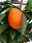 Zitruspflanzen Kumquat Clementine