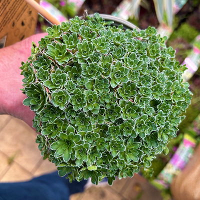 Rispen-Steinbrech, weiß, Topf-Ø 11 cm, 6er-Set Rispen-Steinbrech, weiß, Topf-Ø 11 cm, 6er-Set