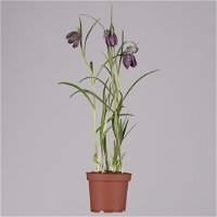 Schachbrettblume dunkelrot-violett, vorgetrieben, Topf-Ø 12 cm, 6er-Set