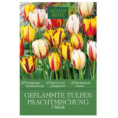 Geflammte Tulpen Prachtmischung, 7 Blumenzwiebeln