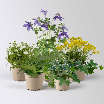 Pflanzenkreation Frühlingsmagie, winterhart, 5 Pflanzen