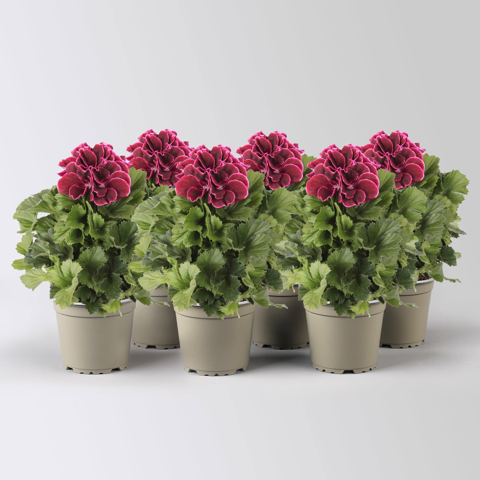 Edelgeranie Bella Donna® 'Don Bliss®', bordeaux, Topf-Ø 12 cm, 6 Pflanzen