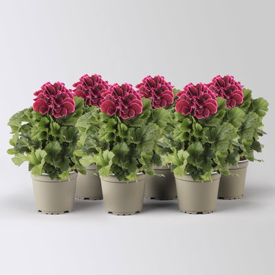 Edelgeranie Bella Donna® 'Don Bliss®', bordeaux, Topf-Ø 12 cm, 6 Pflanzen