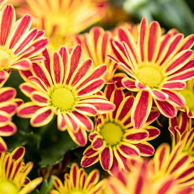 Chrysanthemen 'Swifty', bicolor-orange, Topf-Ø 10,5 cm, 6 Pflanzen Chrysanthemen 'Swifty', bicolor-orange, Topf-Ø 10,5 cm, 6 Pflanzen