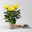 Chrysantheme 'Chrysanne® Fireworks Yellow', gelb, Topf-Ø 13 cm, 3 Pflanzen