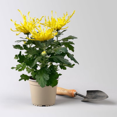 Chrysantheme 'Chrysanne® Fireworks Yellow', gelb, Topf-Ø 13 cm, 3 Pflanzen Chrysantheme 'Chrysanne® Fireworks Yellow', gelb, Topf-Ø 13 cm, 3 Pflanzen