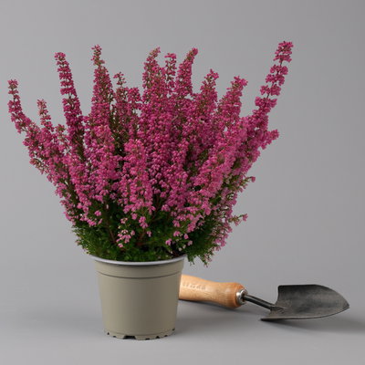 Glockenheide 'Beauty Queens®' rosa-rot, Farbe variiert, Topf-Ø 12 cm, 6 Pflanzen Glockenheide 'Beauty Queens®' rosa-rot, Farbe variiert, Topf-Ø 12 cm, 6 Pflanzen