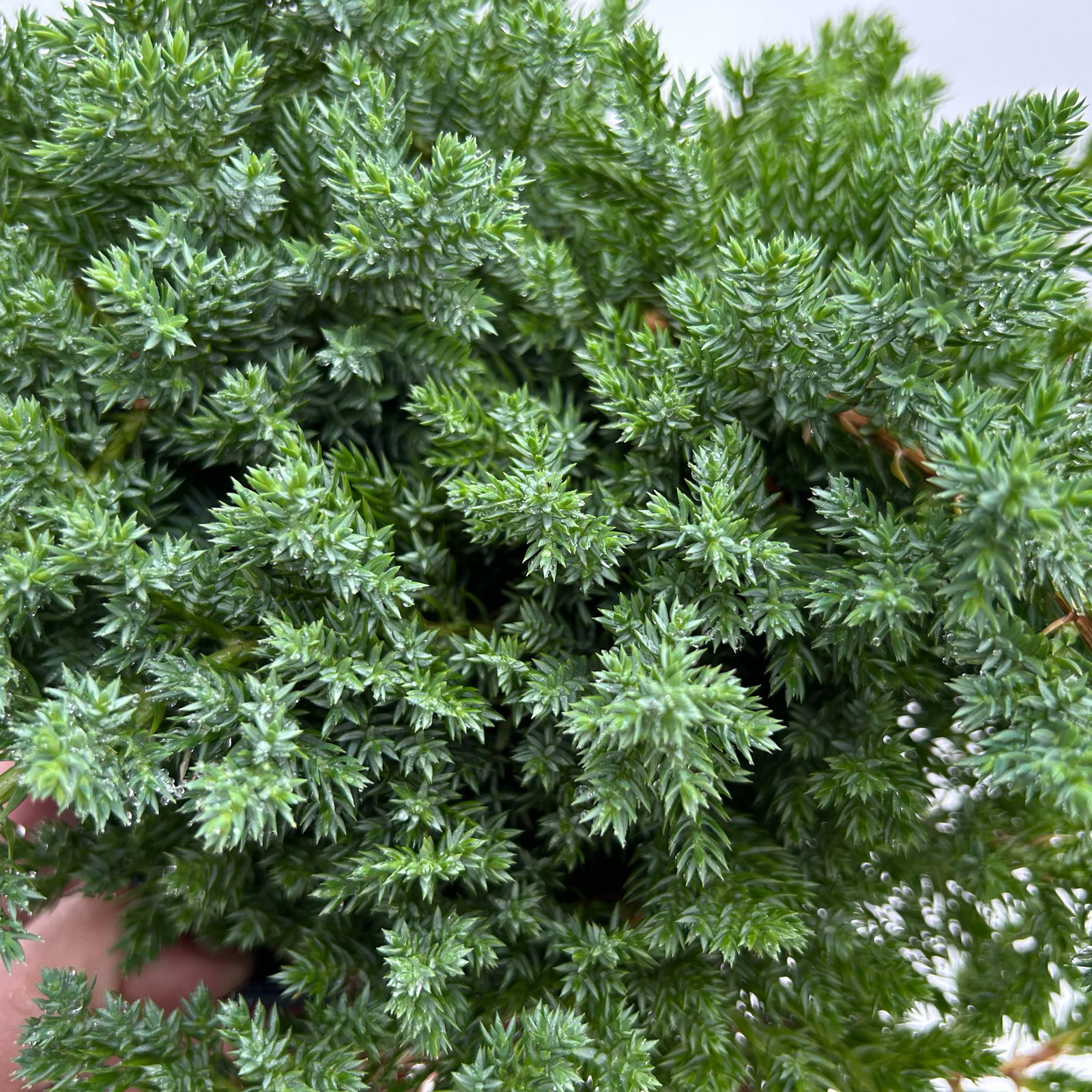 Japanischer Kriechwacholder 'Nana', 10er-Set, Höhe 20-30 cm, Topf 2 Liter Japanischer Kriechwacholder 'Nana', 10er-Set, Höhe 20-30 cm, Topf 2 Liter