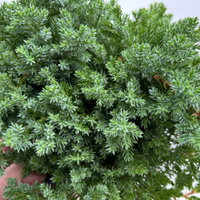 Japanischer Kriechwacholder 'Nana', 10er-Set, Höhe 20-30 cm, Topf 2 Liter Japanischer Kriechwacholder 'Nana', 10er-Set, Höhe 20-30 cm, Topf 2 Liter