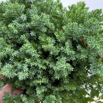 Japanischer Kriechwacholder 'Nana', 10er-Set, Höhe 20-30 cm, Topf 2 Liter Japanischer Kriechwacholder 'Nana', 10er-Set, Höhe 20-30 cm, Topf 2 Liter