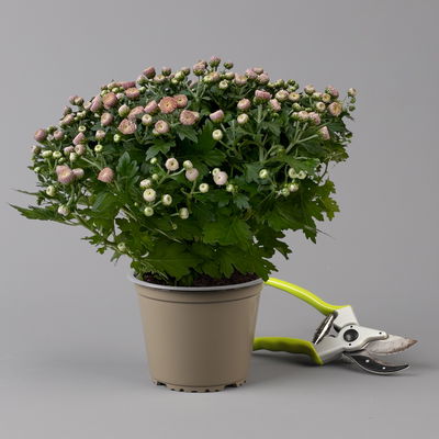 Chrysanthemen, rosa, Topf-Ø 14 cm, 4 Pflanzen Chrysanthemen, rosa, Topf-Ø 14 cm, 4 Pflanzen