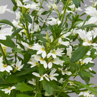 Fächerblume, weiß, Topf-Ø ca. 12 cm, 6 Pflanzen Fächerblume, weiß, Topf-Ø ca. 12 cm, 6 Pflanzen