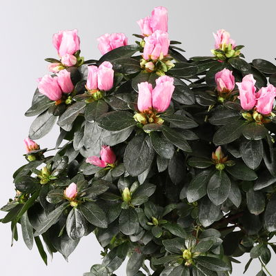 Azalee, Stämmchen, Farbe zufällig, gefüllt, Topf-Ø 19 cm, Höhe ca. 65 cm Azalee, Stämmchen, Farbe zufällig, gefüllt, Topf-Ø 19 cm, Höhe ca. 65 cm