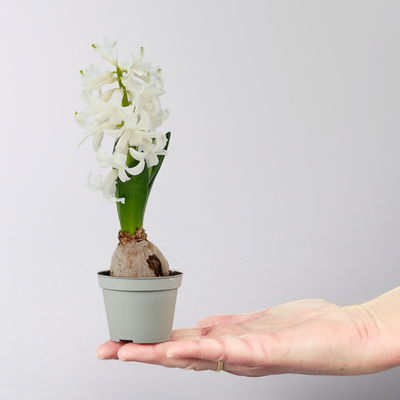 Hyazinthe, Mini, weiß, Topf-Ø 6 cm, 10 Pflanzen