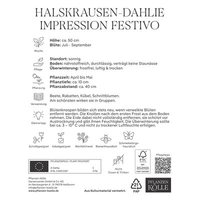 Kölles Beste Halskrausen-Dahlie Impression Festivo rot-creme, 1 Knolle