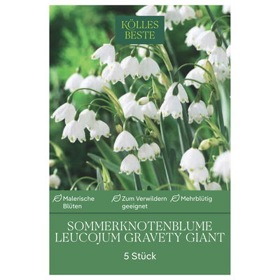 Knotenblume (Leucojum Gravety Giant) weiß, 5 Blumenzwiebeln