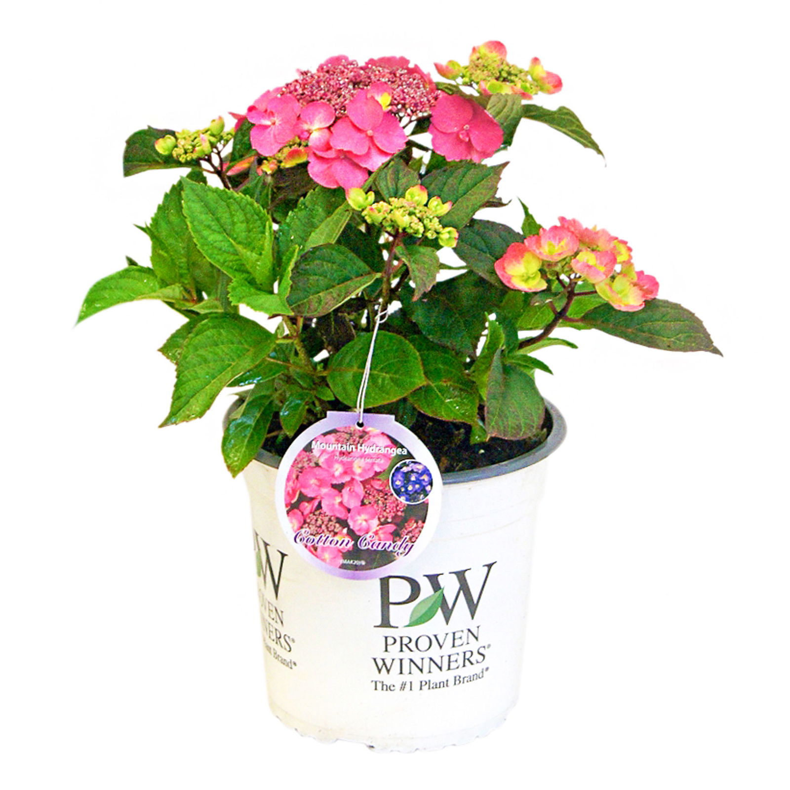 Tellerhortensie Flair & Flavours(R) 'Cotton Candy®', 3er-Set, rosa, Topf 5 Liter