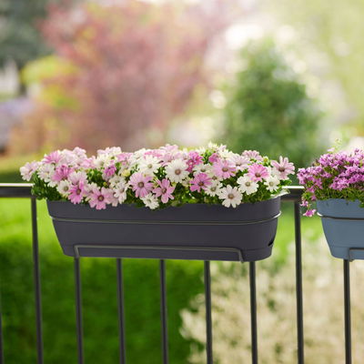 Elho Pflanzgefäß 'Vibia Campana 70 all-in-1', anthrazit Elho Pflanzgefäß 'Vibia Campana 70 all-in-1', anthrazit