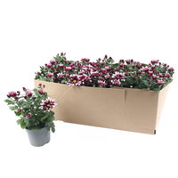 Chrysantheme 'Ciao', lila-weiß, Topf-Ø 12 cm, 6 Pflanzen Chrysantheme 'Ciao', lila-weiß, Topf-Ø 12 cm, 6 Pflanzen