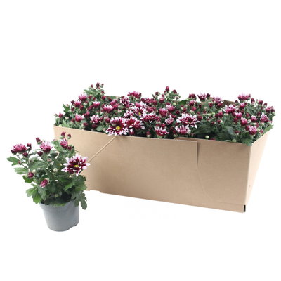 Chrysantheme 'Ciao', lila-weiß, Topf-Ø 12 cm, 6 Pflanzen Chrysantheme 'Ciao', lila-weiß, Topf-Ø 12 cm, 6 Pflanzen