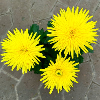 Chrysantheme 'Anastasia', gelb, großblumig, Topf-Ø 13 cm, 3 Pflanzen Chrysantheme 'Anastasia', gelb, großblumig, Topf-Ø 13 cm, 3 Pflanzen