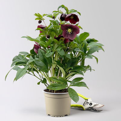 Lenzrose ViV® 'Victoria', purpurviolett, Topf-Ø 15 cm, 2 Pflanzen Lenzrose ViV® 'Victoria', purpurviolett, Topf-Ø 15 cm, 2 Pflanzen