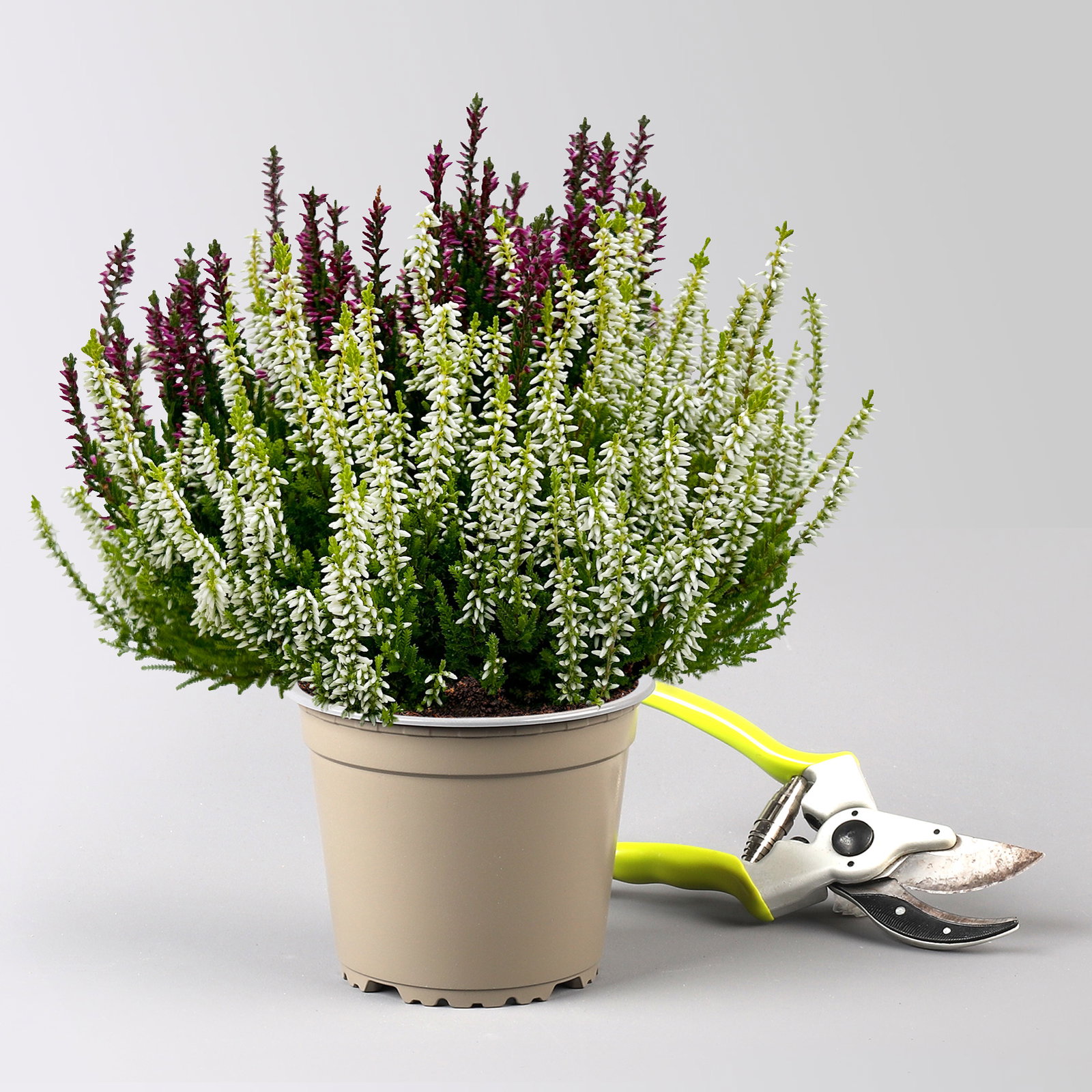Calluna 'Colour Crown', zweifarbig, Topf-Ø 13 cm, 3 Pflanzen Calluna 'Colour Crown', zweifarbig, Topf-Ø 13 cm, 3 Pflanzen