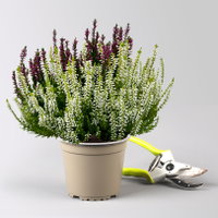 Calluna 'Colour Crown', zweifarbig, Topf-Ø 13 cm, 3 Pflanzen Calluna 'Colour Crown', zweifarbig, Topf-Ø 13 cm, 3 Pflanzen