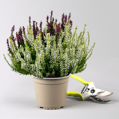 Calluna 'Colour Crown', zweifarbig, Topf-Ø 13 cm, 3 Pflanzen Calluna 'Colour Crown', zweifarbig, Topf-Ø 13 cm, 3 Pflanzen