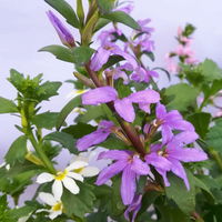 Fächerblume 'Trio' weiß-blau-rosa, Ampeltopf-Ø 27 cm