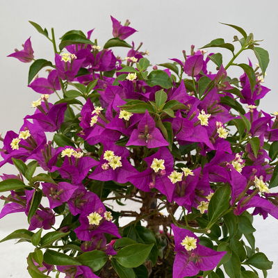 Bougainvillea, Ministamm, Topf-Ø 18 cm, Höhe ca. 50-60 cm