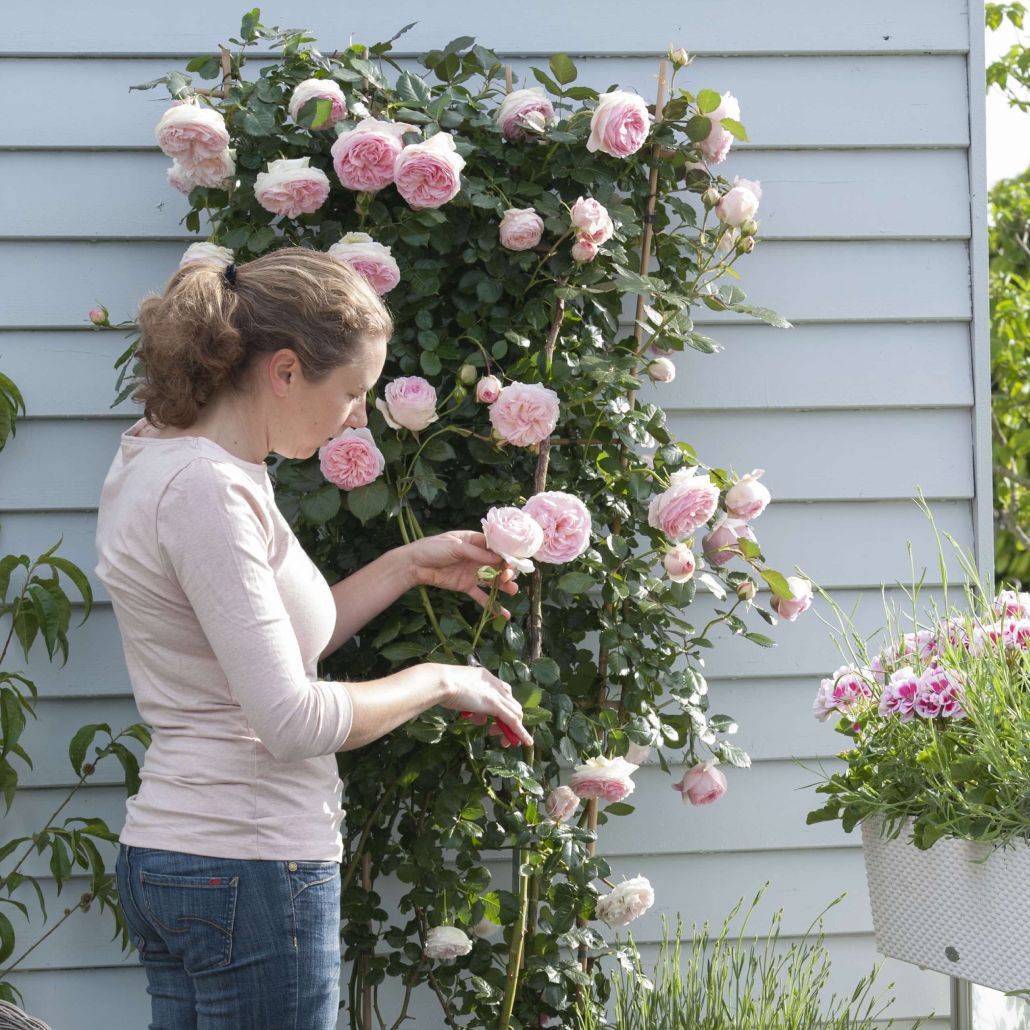 Rosen kaufen besonders robust & hochwertig