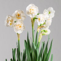 Narzisse 'Bridal Crown' , winterweiß, vorgetrieben, Topf-Ø 12 cm, 3 Pflanzen Narzisse 'Bridal Crown' , winterweiß, vorgetrieben, Topf-Ø 12 cm, 3 Pflanzen