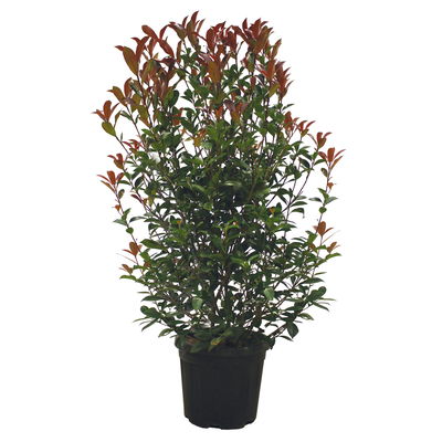 Kompakte Glanzmispel, 16er-Set, Höhe 100-120 cm, Topf 18 Liter Kompakte Glanzmispel, 16er-Set, Höhe 100-120 cm, Topf 18 Liter