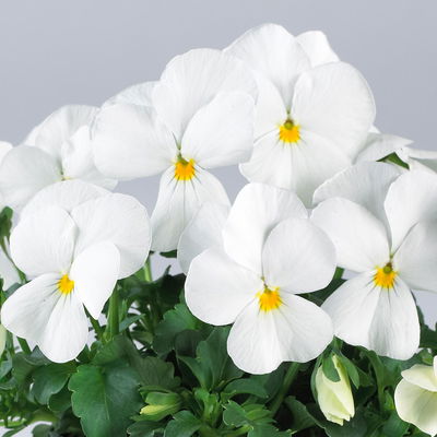 Hornveilchen 'Trio', orange-weiß-blau, Topf -Ø 10/11 cm, 8 Pflanzen