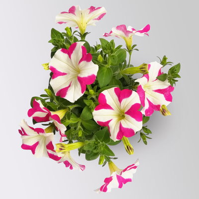 Petunie 'Amore® Pink Hearts' pink-weiß, hängend, Topf-Ø 13 cm, 6 Pflanzen