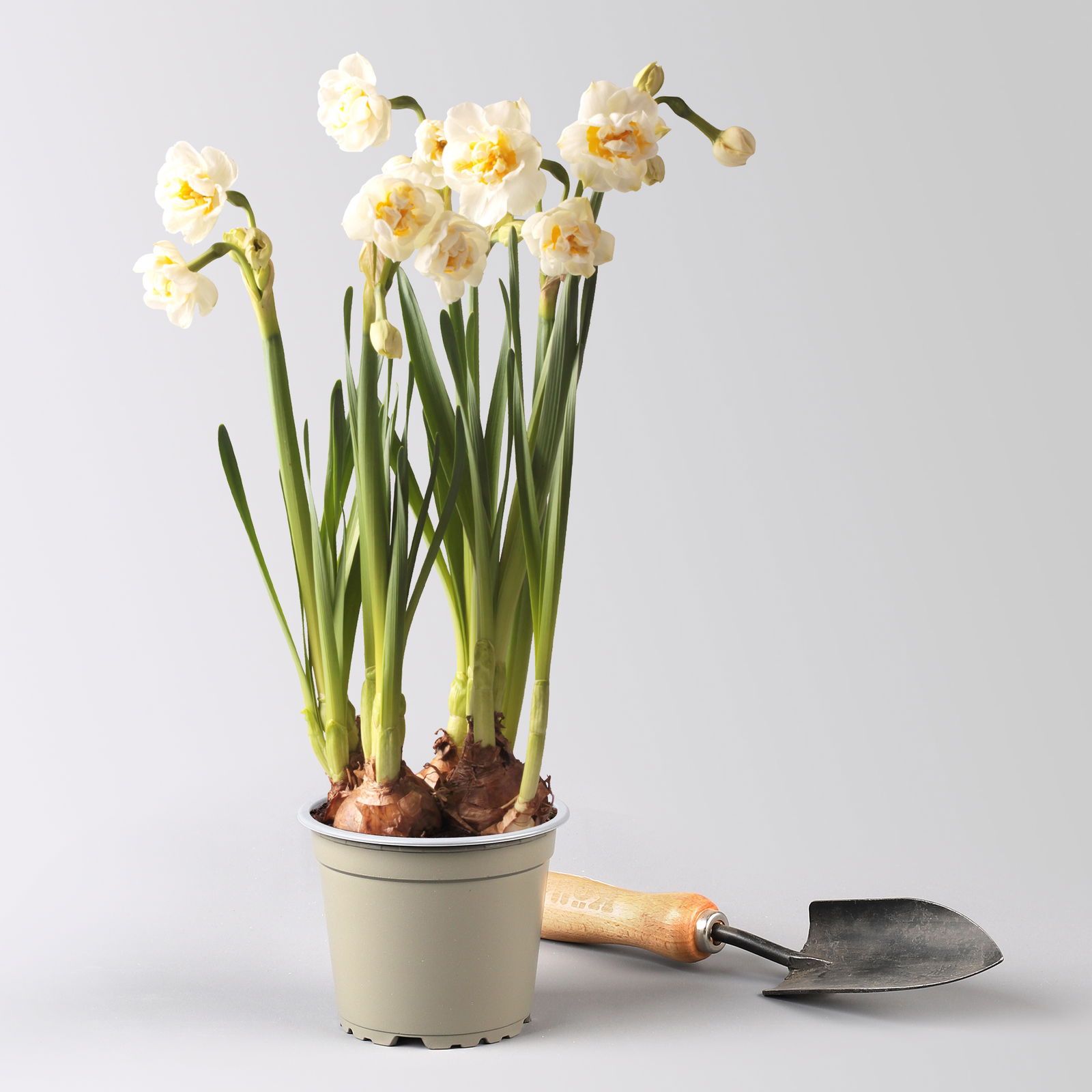 Pflanzen-Set Lila Frühlingsboten, 12 Pflanzen inkl. Erde