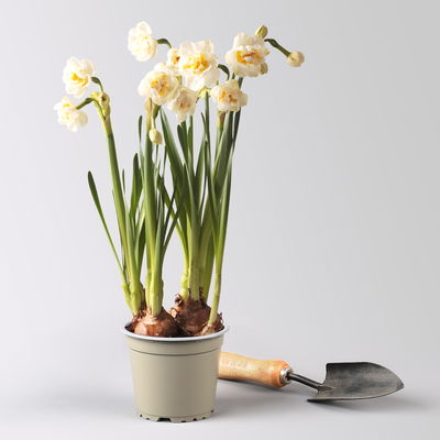 Pflanzen-Set Lila Frühlingsboten, 12 Pflanzen inkl. Erde