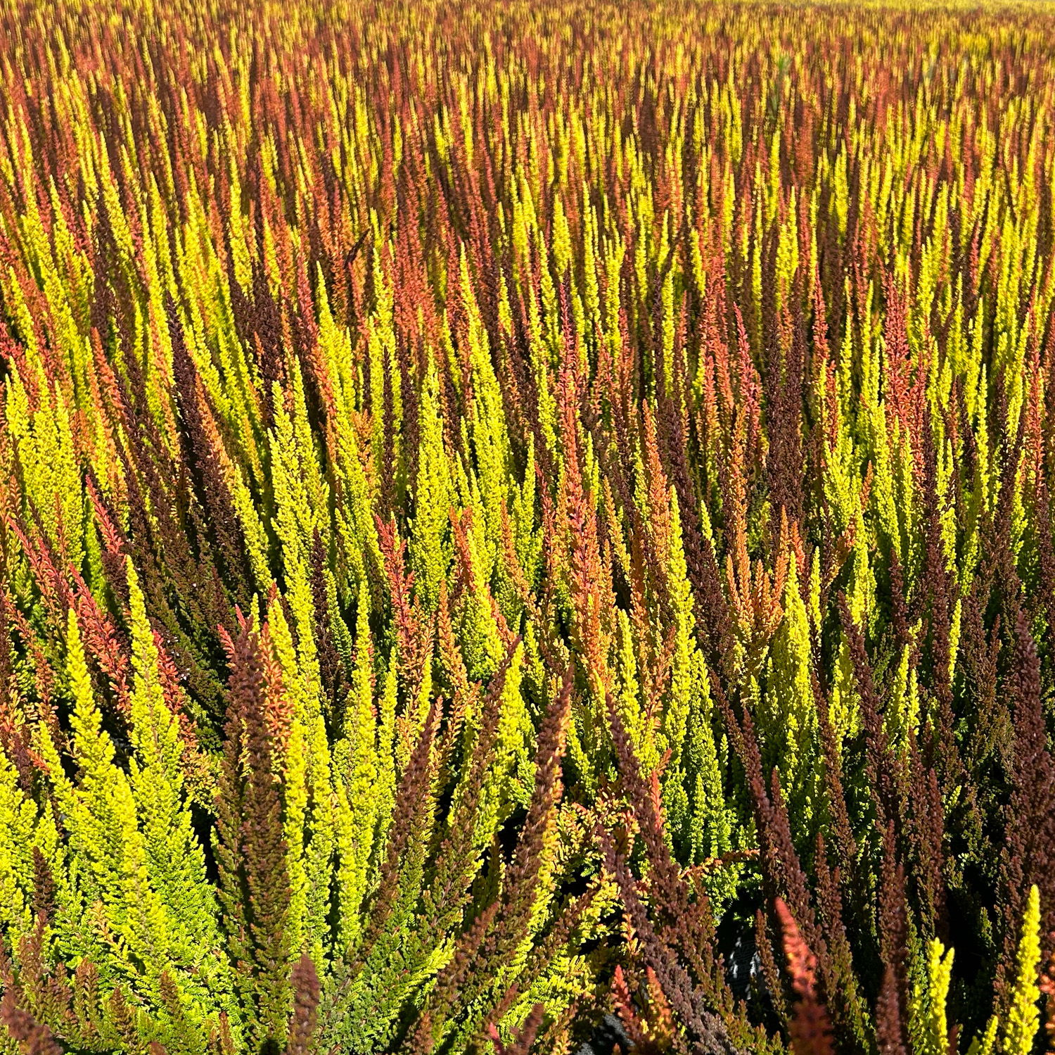 Calluna 'SKYLINE® Trio', gelb-orange-braun, Topf-Ø 13 cm, 3 Pflanzen