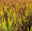 Calluna 'SKYLINE® Trio', gelb-orange-braun, Topf-Ø 13 cm, 3 Pflanzen