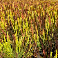 Calluna 'SKYLINE® Trio', gelb-orange-braun, Topf-Ø 13 cm, 3 Pflanzen