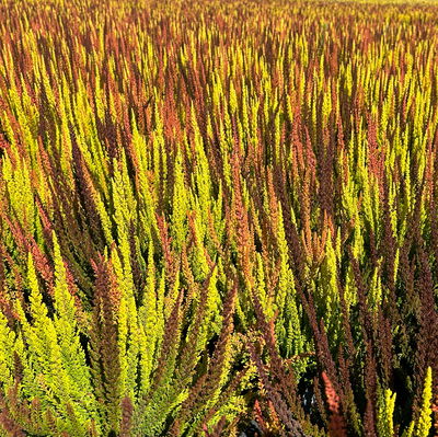 Besenheide 'SKYLINE® Trio', gelb-rot-braun, Topf-Ø 11 cm, 6 Pflanzen Besenheide 'SKYLINE® Trio', gelb-rot-braun, Topf-Ø 11 cm, 6 Pflanzen