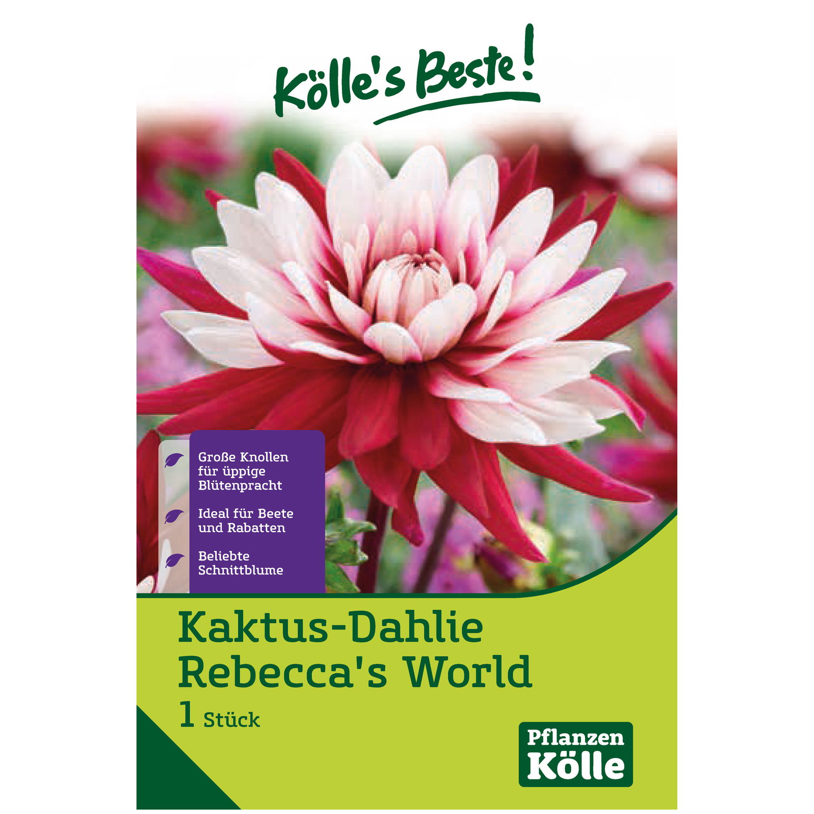 Kaktus-Dahlie 'Rebecca's World' rot/weiß, 1 Blumenknolle