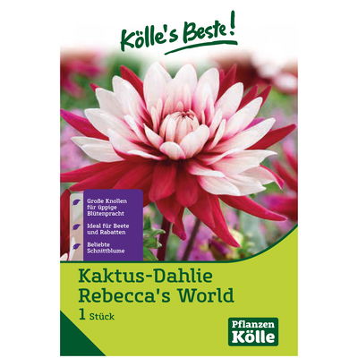 Kaktus-Dahlie 'Rebecca's World' rot/weiß, 1 Blumenknolle Kaktus-Dahlie 'Rebecca's World' rot/weiß, 1 Blumenknolle